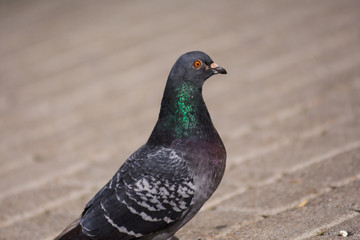 Photo of a pigeon Columba Livia, walking down the sidewalk at the sunny day. Pigeon found popcorn grain and looks around before eat it. Urban birds and animals.