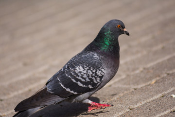 Photo of a pigeon Columba Livia, walking down the sidewalk at the sunny day. Pigeon tries to find something edible. Urban birds and animals.