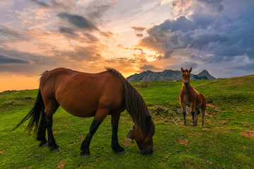 Fototapeta na wymiar Sunrise in company of two horses. In natural park of Urkiola. Basque Country.