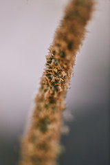 Extreme close up photograph of grass gone to seed. This is a unique perspective of this process each seed can be seen. Selective focus allows for only a small portion of the photo to be sharp.