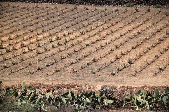 FUARTAVENTURA hodowla kaktus&oacute;w aole vera
