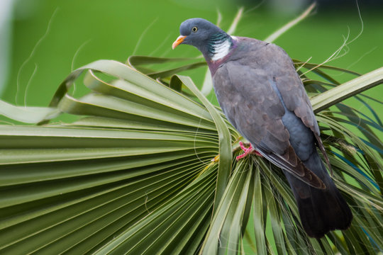 Closeup photo of a curious pigeon Columba livia is sitting on the green palm leaf on Cyprus. Green blurred background. Bird is sitting quietly and looking  the lens.