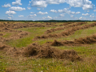 Agricultural industry. Harvesting hay for animals for the winter.  The grass dries in the sun. There are white clouds in the blue sky.