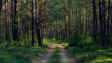 Green summer forest, forest road, 16:9