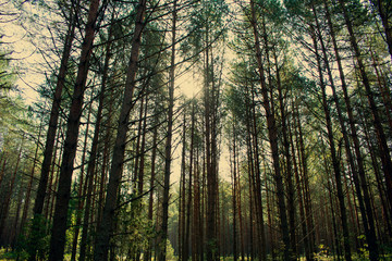 Fototapeta premium Crowns of sequoia trees, blue sky,top from below