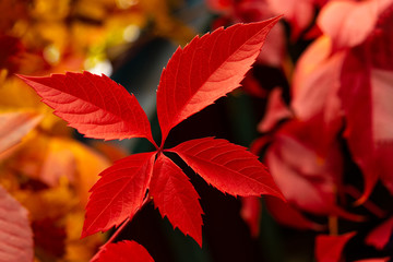 red leaves of girlish grapes on a black background.