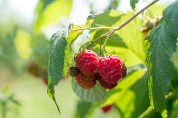 Ripe raspberry in the fruit garden. Raspberry bushes with ripe berries