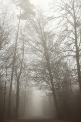 au milieu de la brume 