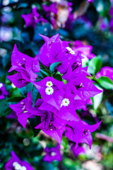 Extreme close up on the white pistillate of purple bougainvillea flowers, green leaf in the...
