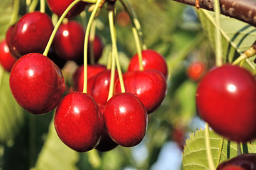 close-up of ripe sweet cherries on a tree in the garden   