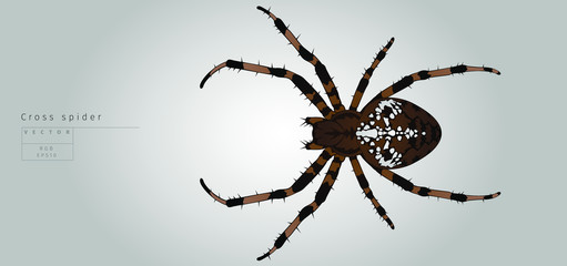 Brown cross spider in vector