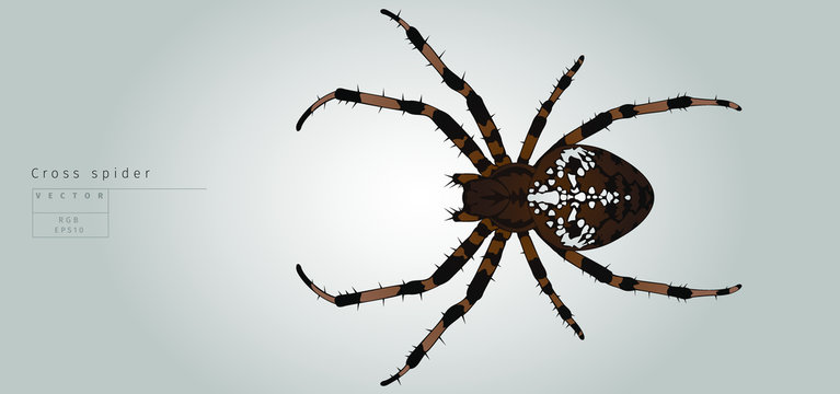 Brown cross spider in vector