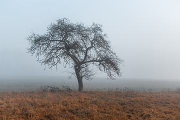 Obraz premium Nebliger Tag