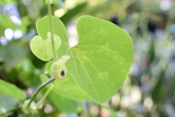  texture of large leaves of intense green color