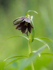 Chocolate Lilly in Pavlof Habor, South East Alaska