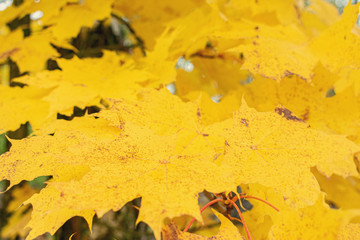 Yellow maple leaves, texture, closeup