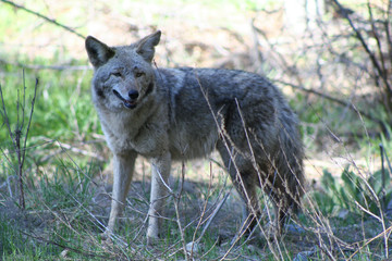 Naklejka na ściany i meble Coyote (CA 00559)