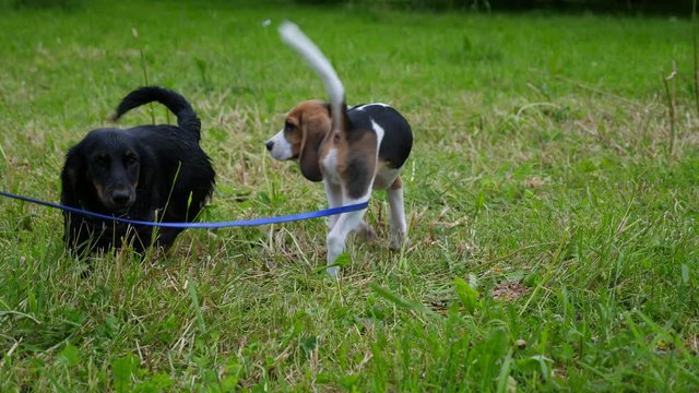 Black dachshund sniff back of young beagle, then walk around, two dogs on green lawn. Puppy start wag tail, try to fawn to new friend. Little scenthound at first walks out