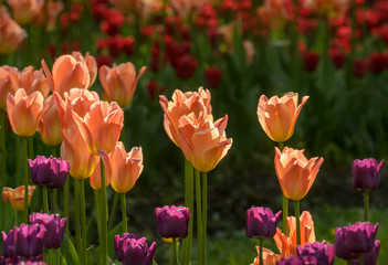 Obraz premium Tulip festival in St. Petersburg on Elagin island.