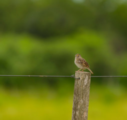 Pájaro Gris posado en poste de alambrado