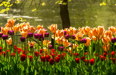 Fototapeta premium Tulip festival in St. Petersburg on Elagin island.