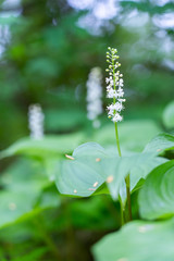 False Lilly of the Valley, Wildlfowers in South East Alaska