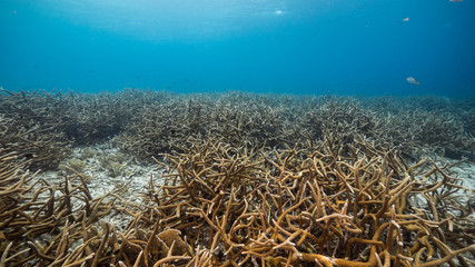 Fototapeta na wymiar Seascape of coral reef in the Caribbean Sea around Curacao with Staghorn Coral and sponge