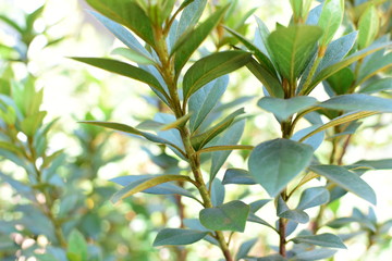  texture of small green leaves