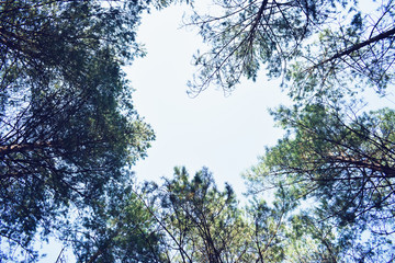 Crowns of sequoia trees, blue sky, top from below