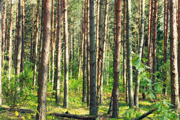 Green summer forest in the morning