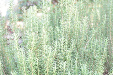  texture of small green leaves