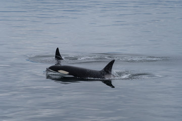 Fototapeta premium Killer Whales in South East Alaska