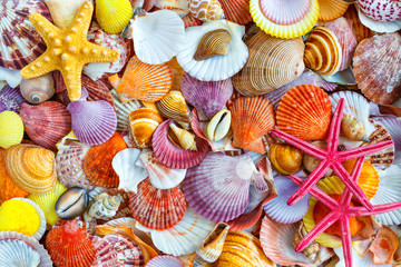 Seashells background, lots of amazing seashells, coral and starfishes mixed.Sea shells collected on the coast of Costa Rica as background