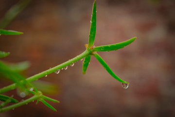 Gotas de Lluvia en hojas de plantas