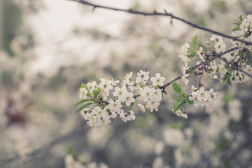 Full blossoming cherry tree branch with white flowers