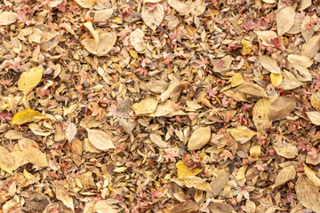 Autumn Leaves Texture
