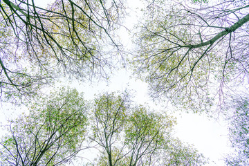 Crowns of deciduous forest, blue sky, top from below