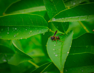 Polybia sericea, Camata
