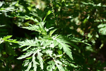 Fototapeta premium texture of small green leaves