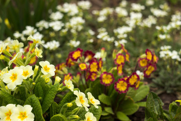 Obraz premium Red and yellow primrose in the garden against a background of white undersized flowers. Spring concept, beautiful flowers in the flowerbed
