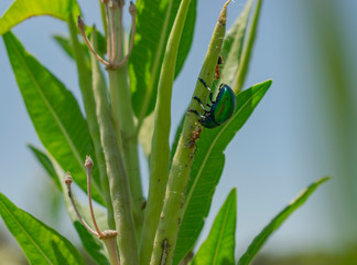 Escarabajo Verde Met&aacute;lico con Hormiga molest&aacute;ndolos