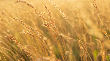 Yellow grass at sunrise, texture, defocus, abstract natural background, 16:9