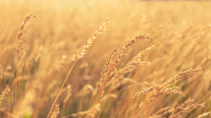 Fototapeta premium Yellow grass at sunrise, texture, defocus, abstract natural background, 16:9