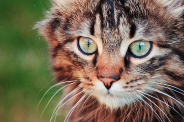 Funny little cat walking outdoors