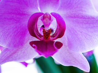 White and Pink Phalaenopsis or Moth dendrobium Orchid flower in winter or spring day tropical...
