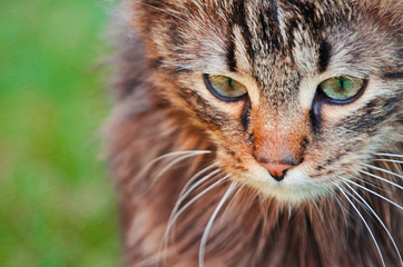 Funny little cat walking outdoors