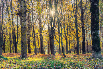 Fototapeta premium Autumn scenery in a forest, sun casting beautiful rays of light through trees
