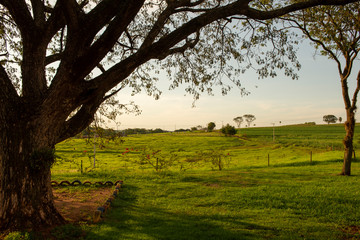 Fototapeta na wymiar rural scene with a frame tree