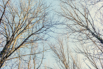 Fototapeta na wymiar Crowns of deciduous forest, blue sky, top from below