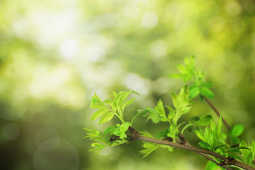 Green blurred background with spring greens and bokeh. Nature. Sunlight shines through the green leaves. Close-up.